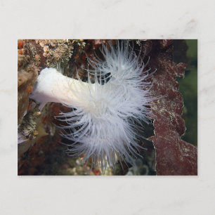 Anemon (Metridium farcimen) Postkarte