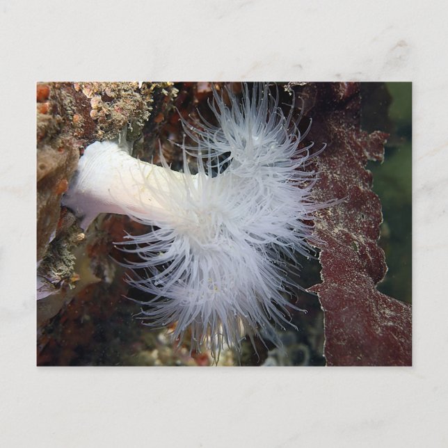 Anemon (Metridium farcimen) Postkarte (Vorderseite)