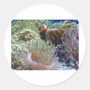 Anemon mit Clownfisch Runder Aufkleber