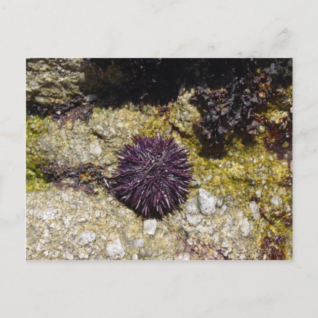 Anemon Postkarte (Vorderseite)