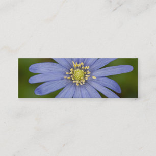 Anemone Blanda Mini Visitenkarte