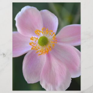 Anemone-Blume