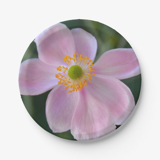 Anemone-Blume Pappteller (Vorderseite)