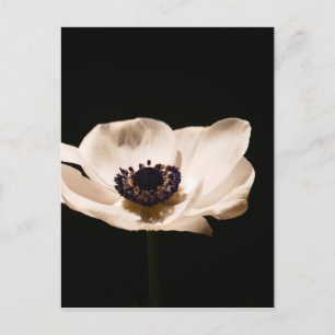Anemone-Blume Postkarte