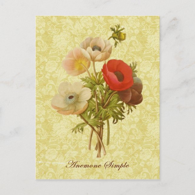 Anemone Botanisch Postkarte (Vorderseite)