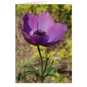 Anemone Card