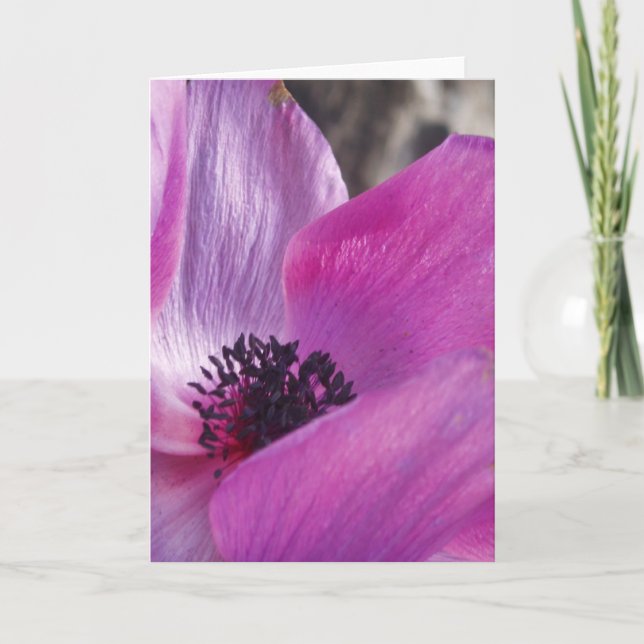 Anemone Closeup Grußkarte Karte (Vorderseite)