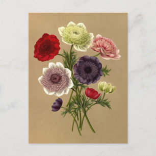 Anemone Coronaria Fl. Tel. (Doppelte Anemonen) Postkarte