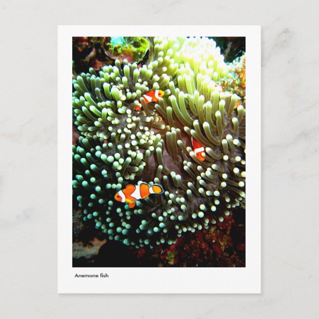 Anemone Fische Postkarte (Vorderseite)