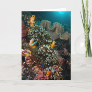 Anemone Fish Garden Karte