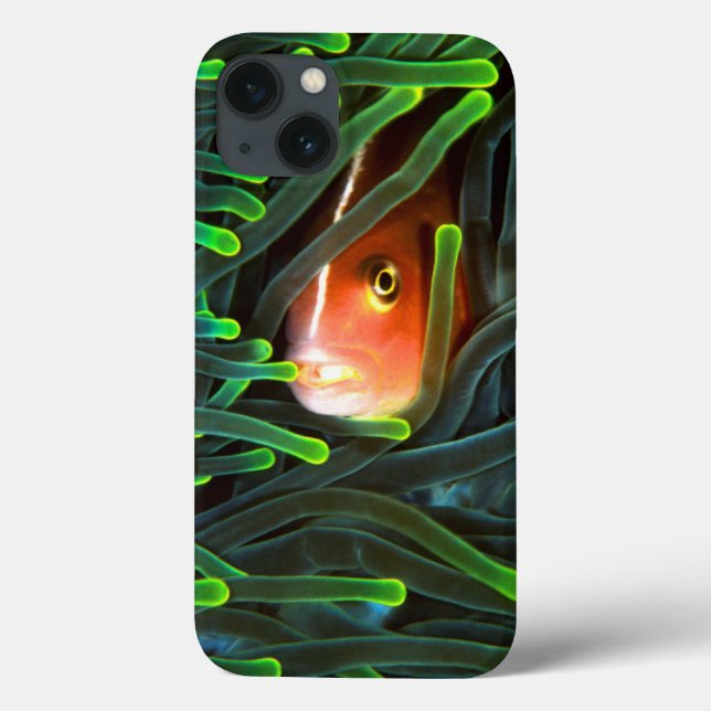 Anemone Fish Hiding In Anemone, Mosambik Case-Mate iPhone Hülle (Rückseite)