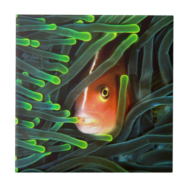 Anemone Fish Hiding In Anemone, Mosambik Fliese (Vorderseite)