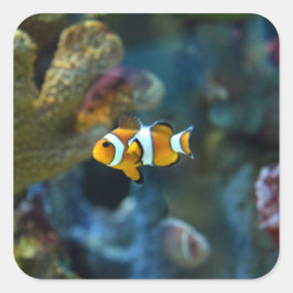 Anemone Fish Quadratischer Aufkleber