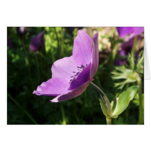 Anemone Garden Card