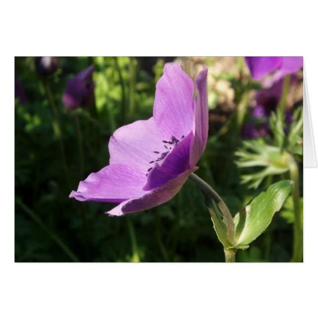 Anemone Garden Card (Vorderseite (Horizontal))