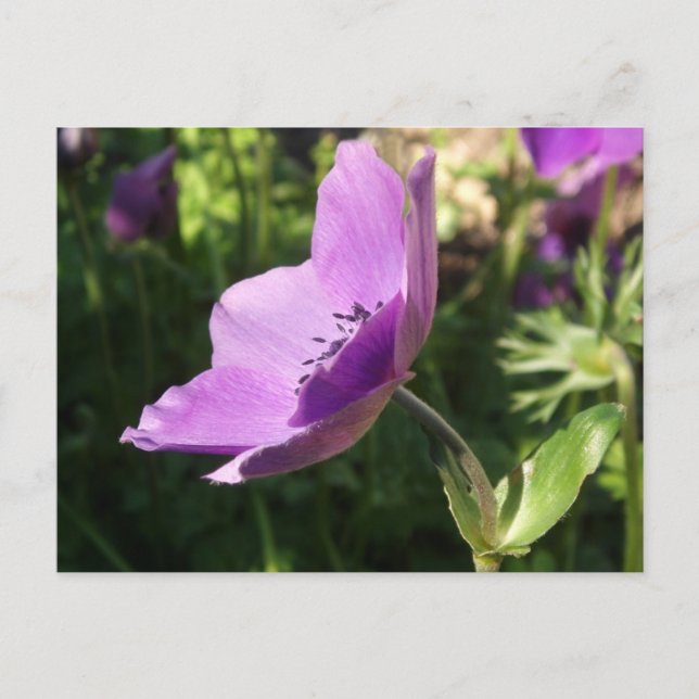 Anemone Garden Poscard Postkarte (Vorderseite)