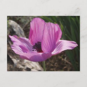 Anemone Garden Postcard Postkarte