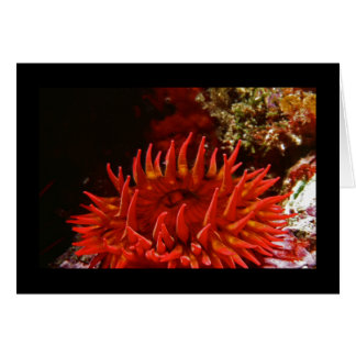 Anemone Gepunktete Rose