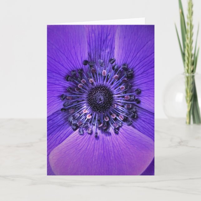Anemone, Karte (Vorderseite)