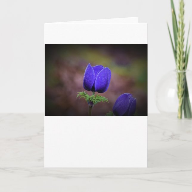 Anemone, Karte (Vorderseite)
