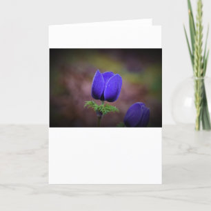 Anemone, Karte