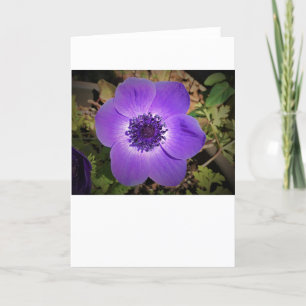 Anemone, Karte
