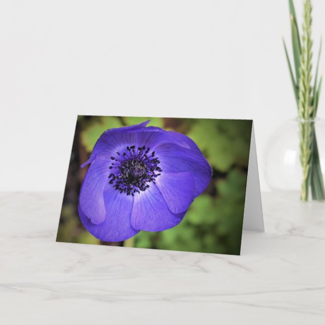 Anemone, Karte (Vorderseite)