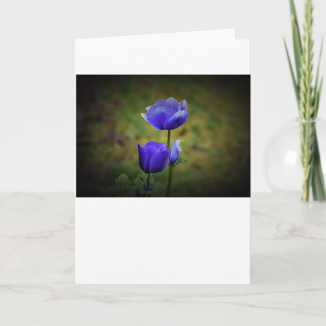 Anemone, Karte (Vorderseite)