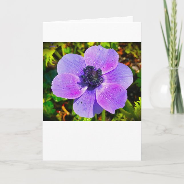 Anemone, Karte (Vorderseite)