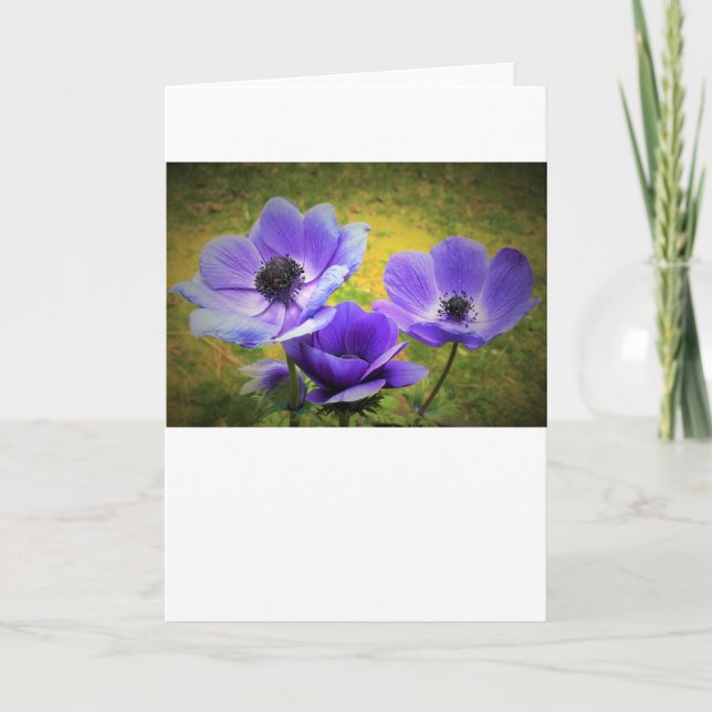 Anemone, Karte (Vorderseite)