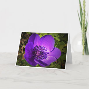 Anemone, Karte
