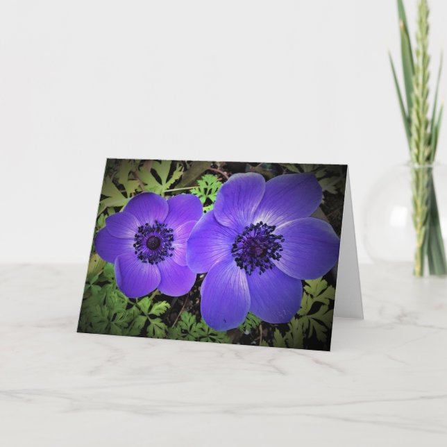 Anemone, Karte (Vorderseite)