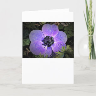 Anemone, Karte