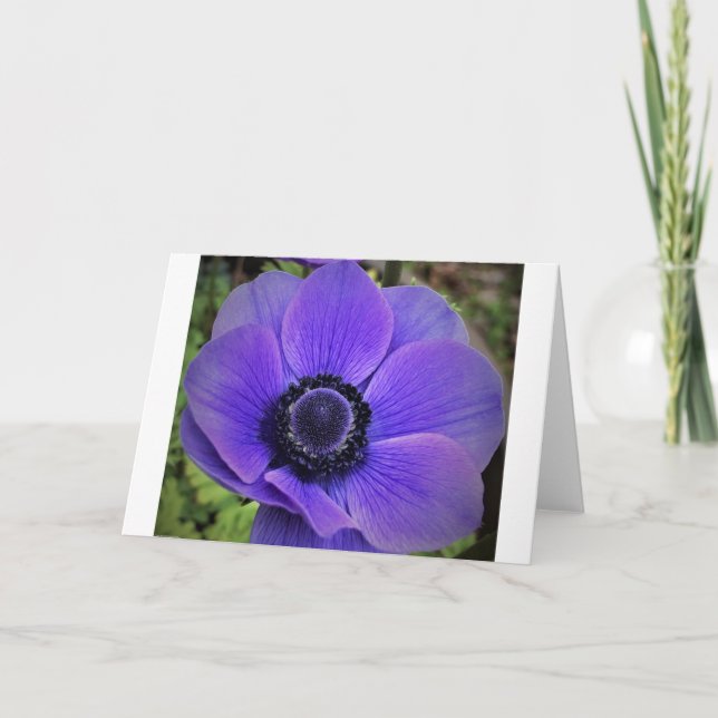 Anemone, Karte (Vorderseite)