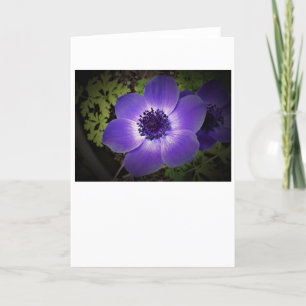 Anemone, Karte