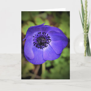 Anemone, Karte