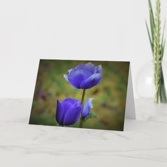 Anemone, Karte (Vorderseite)