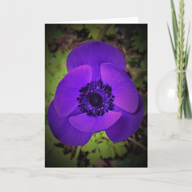 Anemone, Karte (Vorderseite)