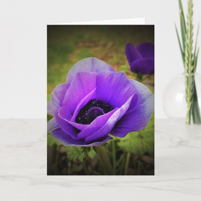 Anemone, Karte (Vorderseite)
