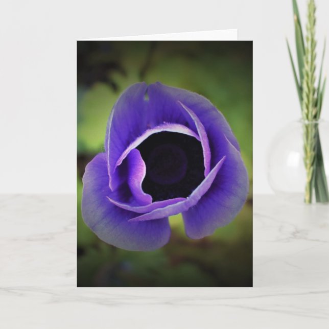 Anemone, Karte (Vorderseite)