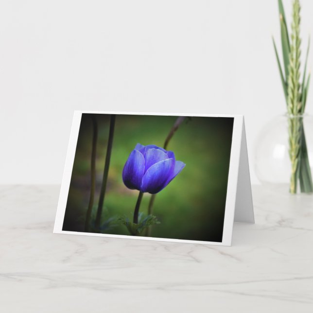 Anemone, Karte (Vorderseite)