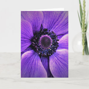 Anemone, Karte