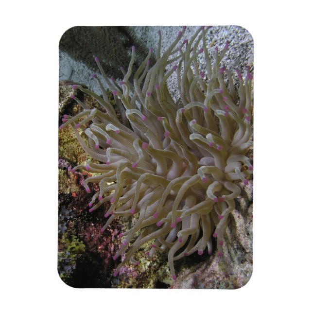 Anemone Magnet (Vertikal)