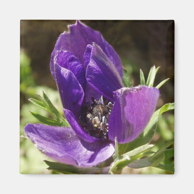Anemone Magnet (Vorne)