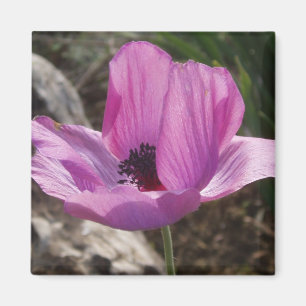 Anemone Magnet
