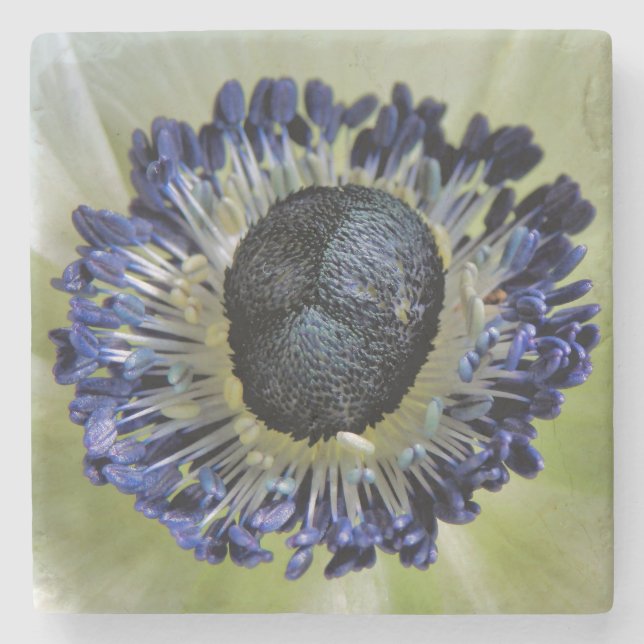 Anemone Mistral Panda Steinuntersetzer (Vorderseite)