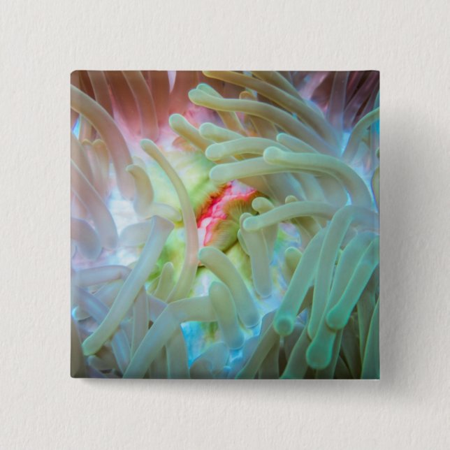 Anemone multicolore button (Vorderseite)