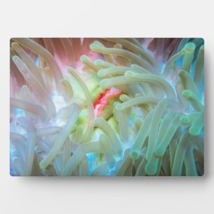 Anemone multicolore fotoplatte