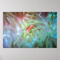 Anemone multicolore