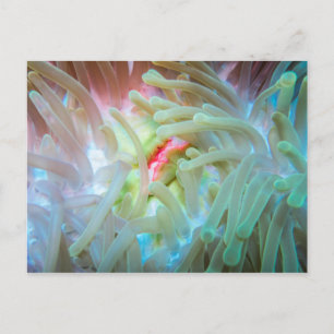 Anemone multicolore postkarte